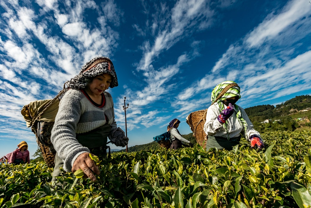 Tea Picking